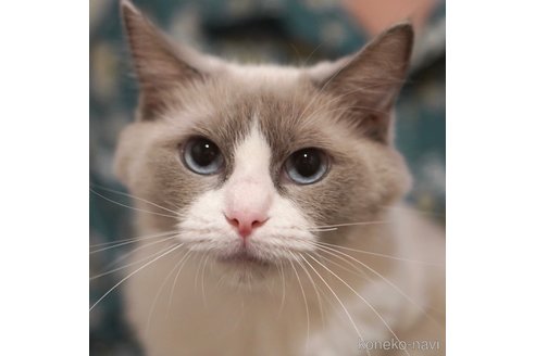 つきみちゃん1枚目